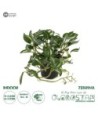 GloboStar® Artificial Garden ZEBRINA PLANT 20960 Διακοσμητικό Φυτό Ζεμπρίνα Φ45 x Υ22cm